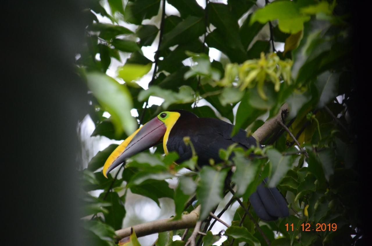 Mango Tree Villas Coronado Bagian luar foto